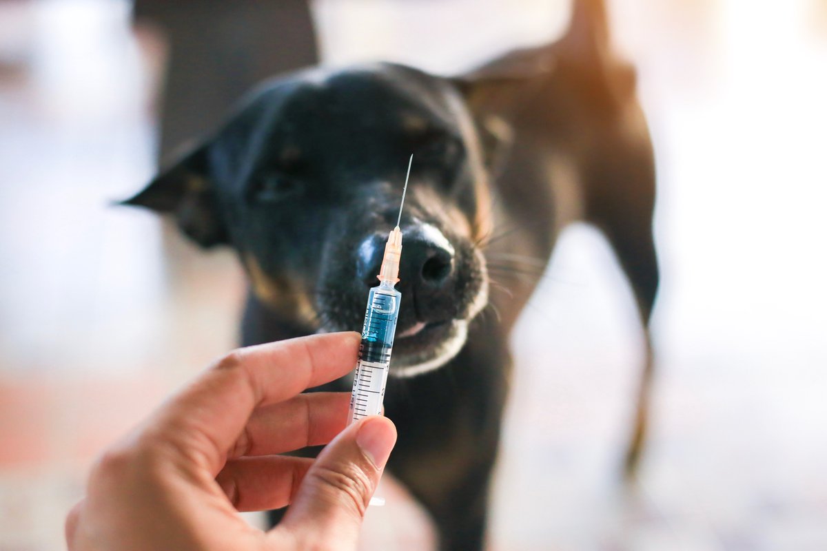 В Братском районе проводится вакцинация домашних животных от бешенства