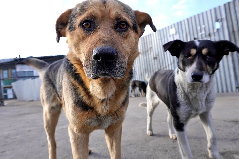 В Иркутской области решается судьба бездомных собак
